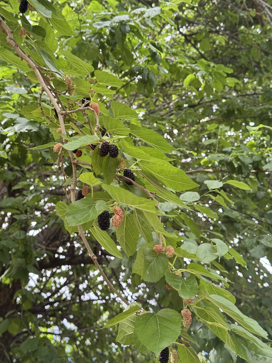 takewick's tweet photo. Cloudy morning, but still great weather for a run.
Mulberry season is here, but so many mulberries and plums are just left on the ground.
#Kofu #run #甲府 #ラン https://t.co/y4P5Wl67gF