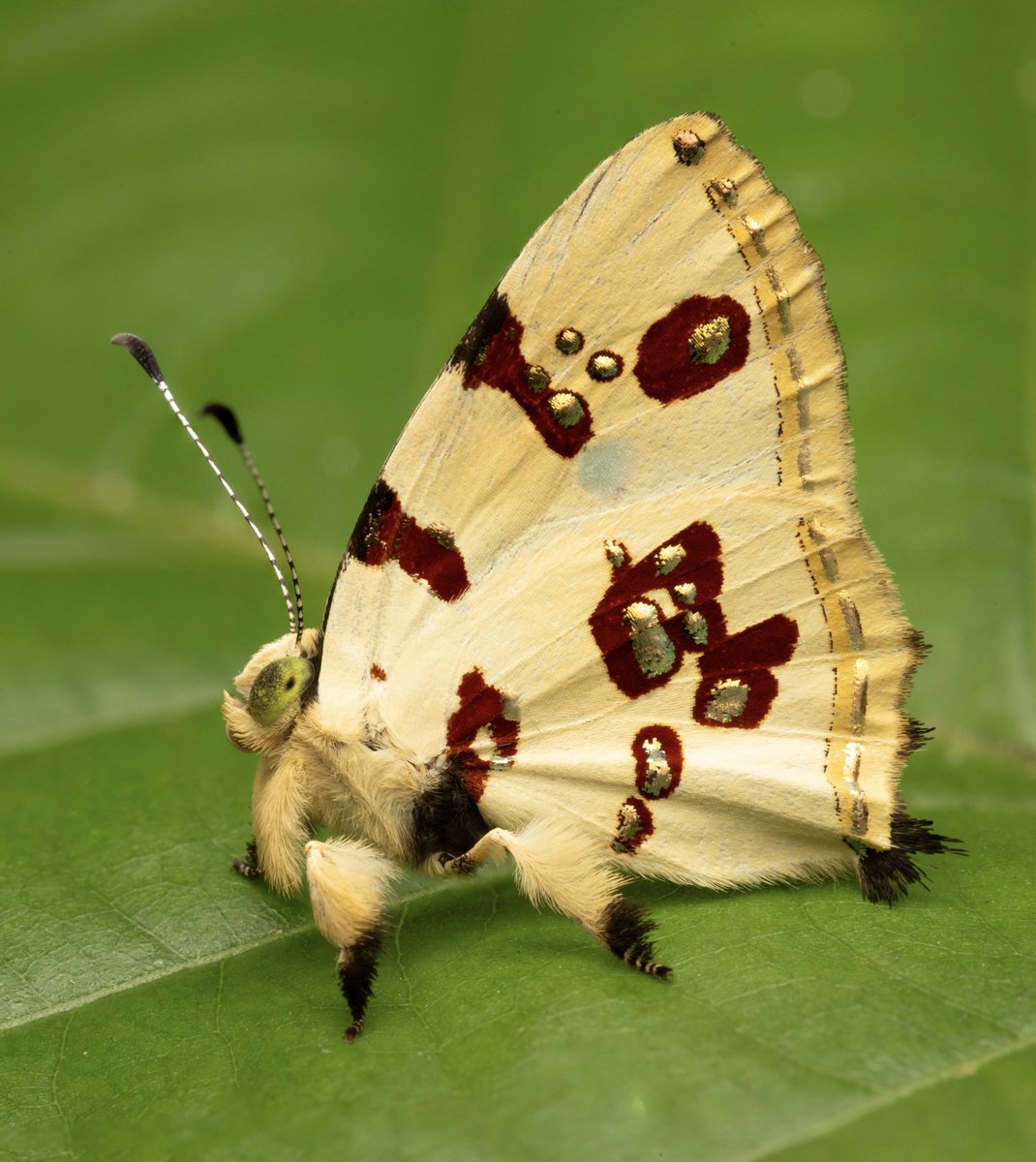 nvolpewild's tweet photo. The ELEGANCE! 🤩
Anteros is the most REGAL Butterfly! 🦋 https://t.co/zY2ShWNggC