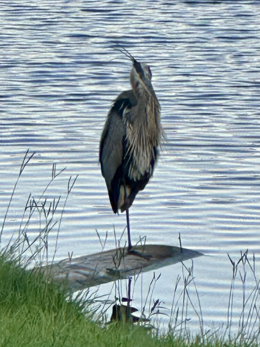 Andy_Rower's tweet photo. This Great Blue Heron is fishing off our back yard tonight. 🐦 💙 https://t.co/8UdtDzqODu