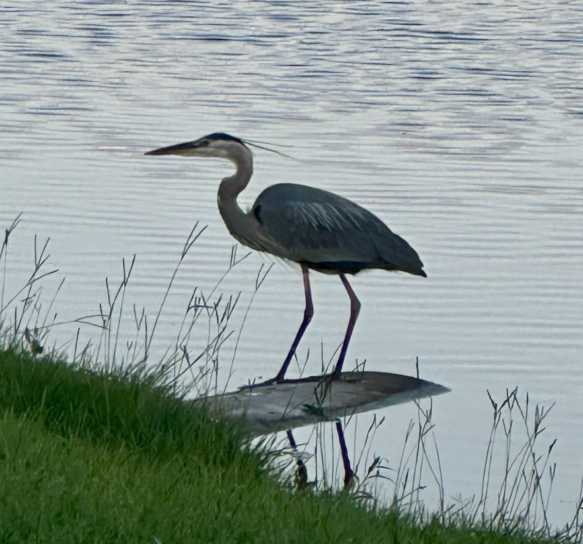Andy_Rower's tweet photo. This Great Blue Heron is fishing off our back yard tonight. 🐦 💙 https://t.co/8UdtDzqODu