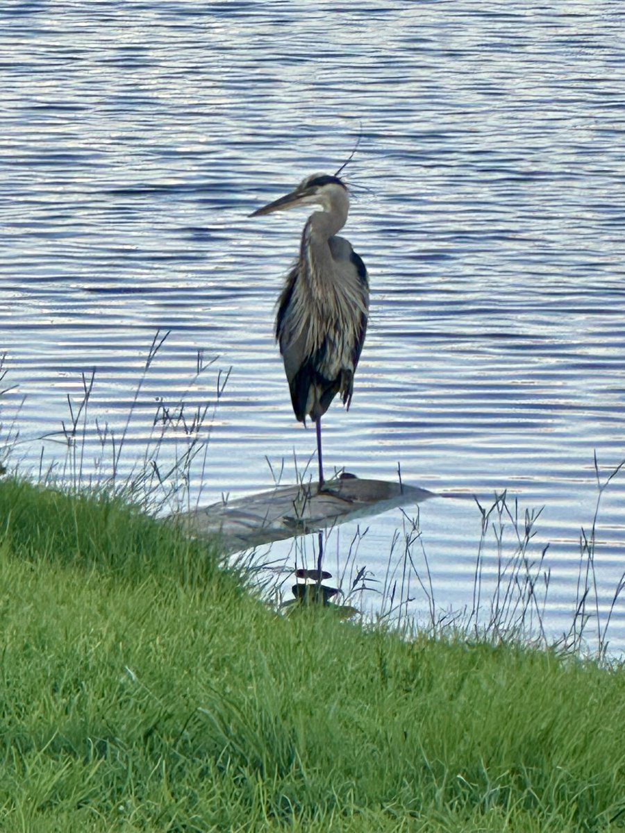 Andy_Rower's tweet photo. This Great Blue Heron is fishing off our back yard tonight. 🐦 💙 https://t.co/8UdtDzqODu
