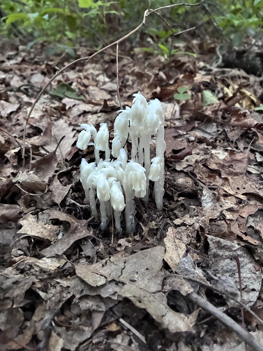 MetaphysicClay's tweet photo. Just a little post-dinner nature walk to take the edge off. 

Ghost pipe season. 👀 https://t.co/N3B2RPAfLz