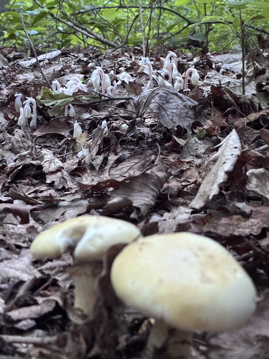 MetaphysicClay's tweet photo. Just a little post-dinner nature walk to take the edge off. 

Ghost pipe season. 👀 https://t.co/N3B2RPAfLz