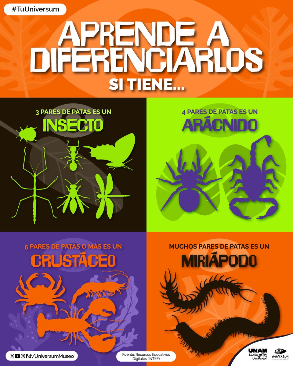 UniversumMuseo's tweet photo. ¿Conocías la diferencia? 🐜🕷️🦐

#TuUniversum https://t.co/HCKEA5f6aq