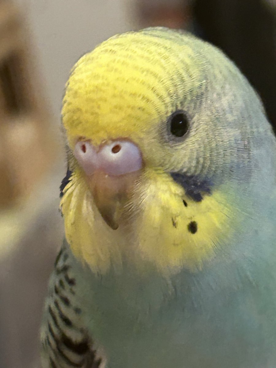 qvci_z's tweet photo. 【迷子のセキセイインコを探しています】
6月1日夕方ごろ、四日市市松原町でセキセイインコが逃げてしまいました。
見かけた方、保護された方、どんな小さな情報でも構いませんのでご連絡お願いします🙇拡散お願いします。
#迷子鳥 #迷い鳥 #セキセイインコ ＃四日市市 ＃三重県 ＃松原町 https://t.co/PWuYM9RGqw