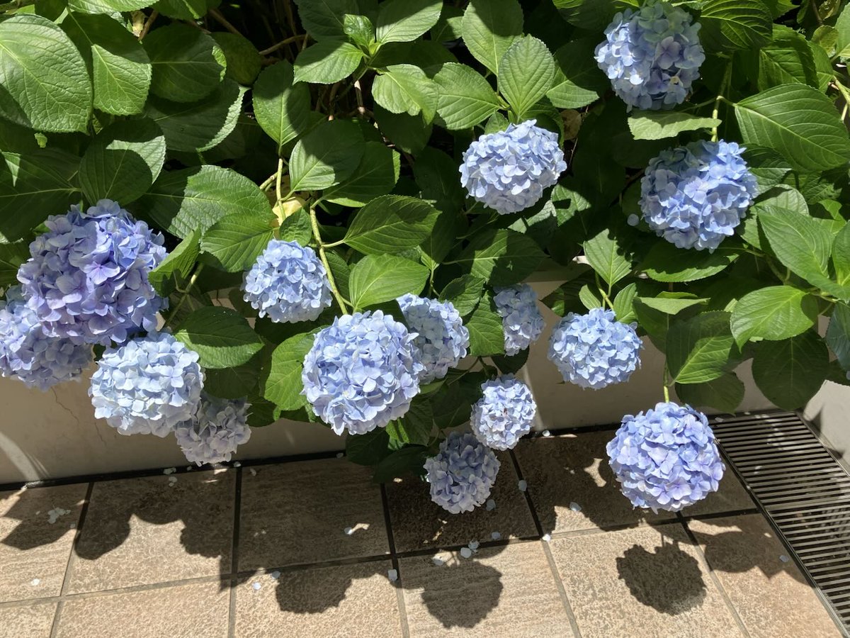 ASNOVA_Osaka's tweet photo. 紫陽花の花言葉には
「移り気」「和気あいあい」「辛抱強さ」
などがあるそうです🍃

これからも支え合いながら、和気あいあいとお仕事をしていきたいな💭

＃企業公式相互フォロー
＃企業公式つぶやき部
＃梅雨　＃紫陽花 https://t.co/Jupi381QNK