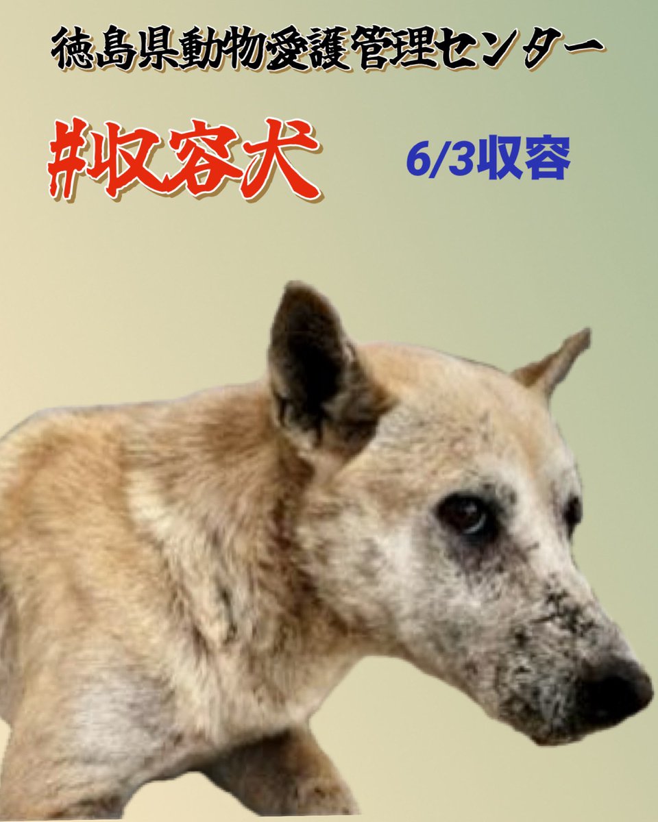 gollfe's tweet photo. #行き場のない野犬
徳島県です
応援してください🍀🙏🏻
🆘徳島県動物愛護管理センター
どうか未来へ繋がりますように🍀🙏🏻
♦️住民通報
🔹6/3 徳島市入田町春日
🔹雑種・成犬・オス・白・中型(大きめ)
https://t.co/iMbmZUnT4e https://t.co/RA4I9M9Leg