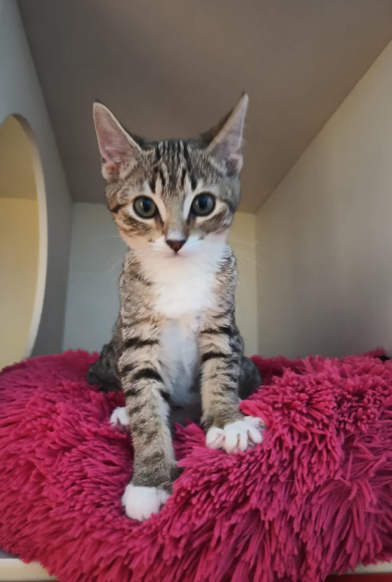 LinaM99385643's tweet photo. Adopta a Totoro.
Esterilizado, desparasitado y vacunado. Está en Iztapalapa CDMX. Puedes enviar un WhatsApp al 5564142756 @guerashome @diana_dfc @EsEstra @mascotasdifunde @APAMDif @adopta1gato @Animales_CDMX https://t.co/CFUOUCRIId