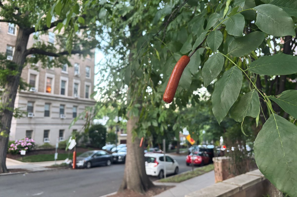 swlittauer's tweet photo. The Woodley Park hot dog tree is in full bloom https://t.co/d7Qis85ibn