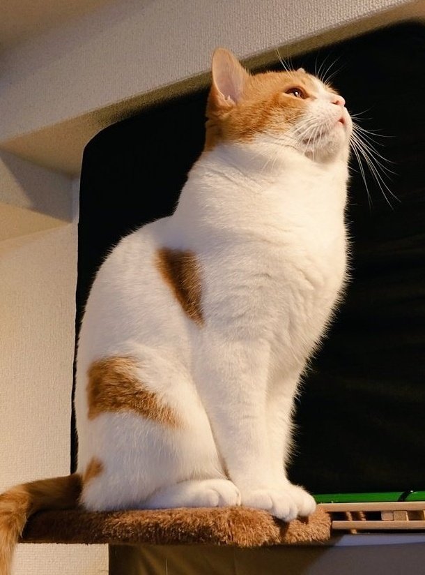 ochamarusan0126's tweet photo. ←背筋ピーン！と見せかけて…

→やっぱり猫背 https://t.co/TaAVz2xzJD
