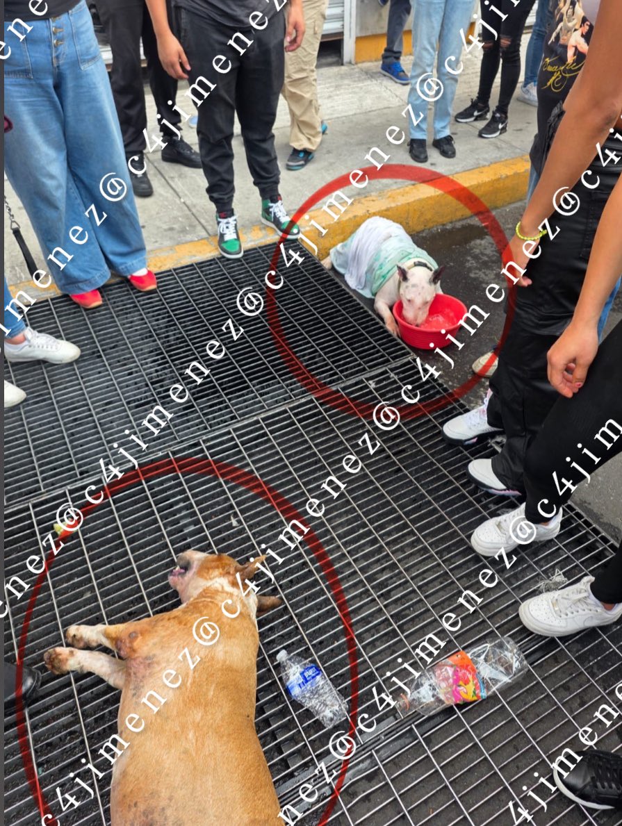 c4jimenez's tweet photo. Q POCA!
DEJA a SUS PERRITOS ENCERRADOS en el AUTO… y SE MUERE 1
Así acabó muerto uno; el otro deshidratado.
Jesús García los dejó en su camioneta en @AlcCuauhtemocMx 
Vecinos los vieron y rompieron el vidrio para intentar rescatarlos.
Agentes de @SSC_CDMX detuvieron al tipo. https://t.co/JcB9Xb7khV