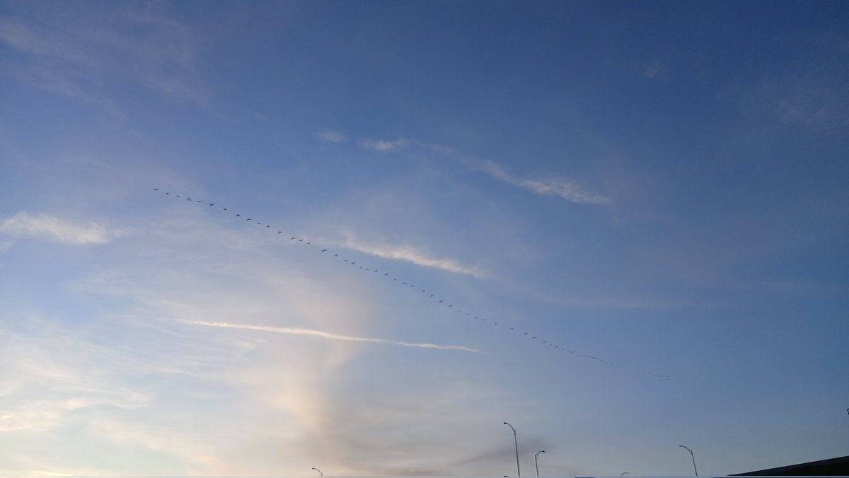 apt2329's tweet photo. Sunset, St Henri, Montreal.
June 3rd, 2026, Geese flying. https://t.co/DseEkF5JLs