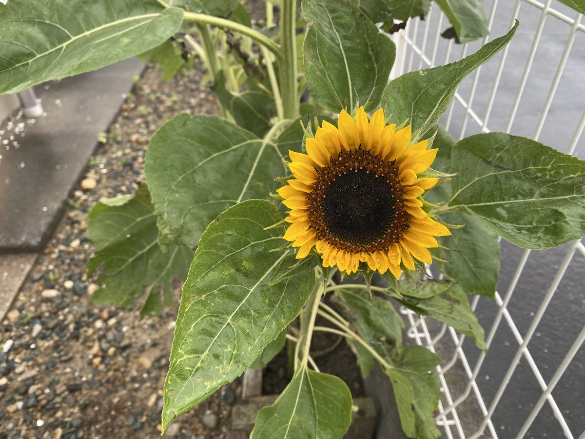 ひまわり🌻が開花。