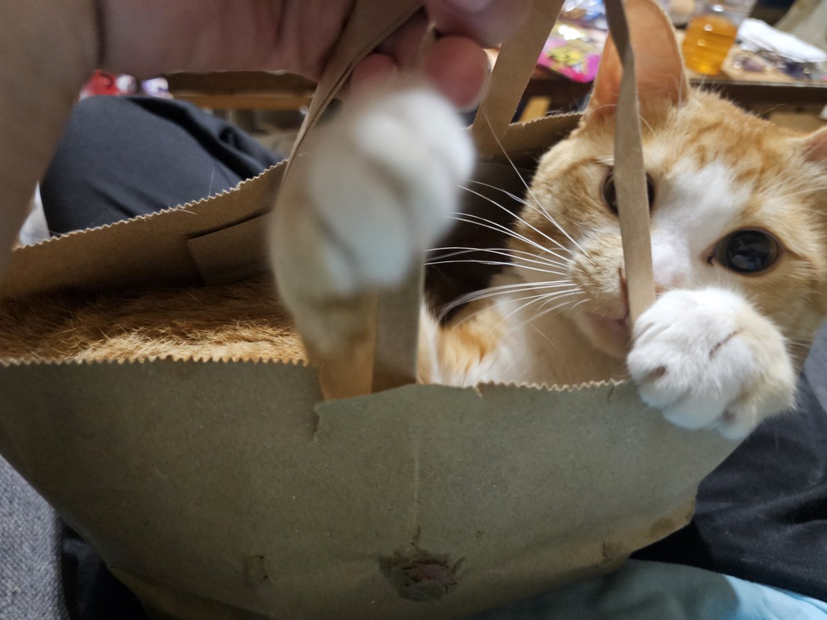 igbtbreaker's tweet photo. にゃんこのお届け物で〜す😽 https://t.co/TFjlpgO4EK