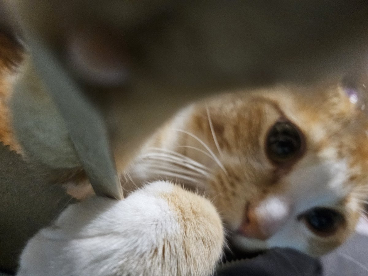 igbtbreaker's tweet photo. にゃんこのお届け物で〜す😽 https://t.co/TFjlpgO4EK