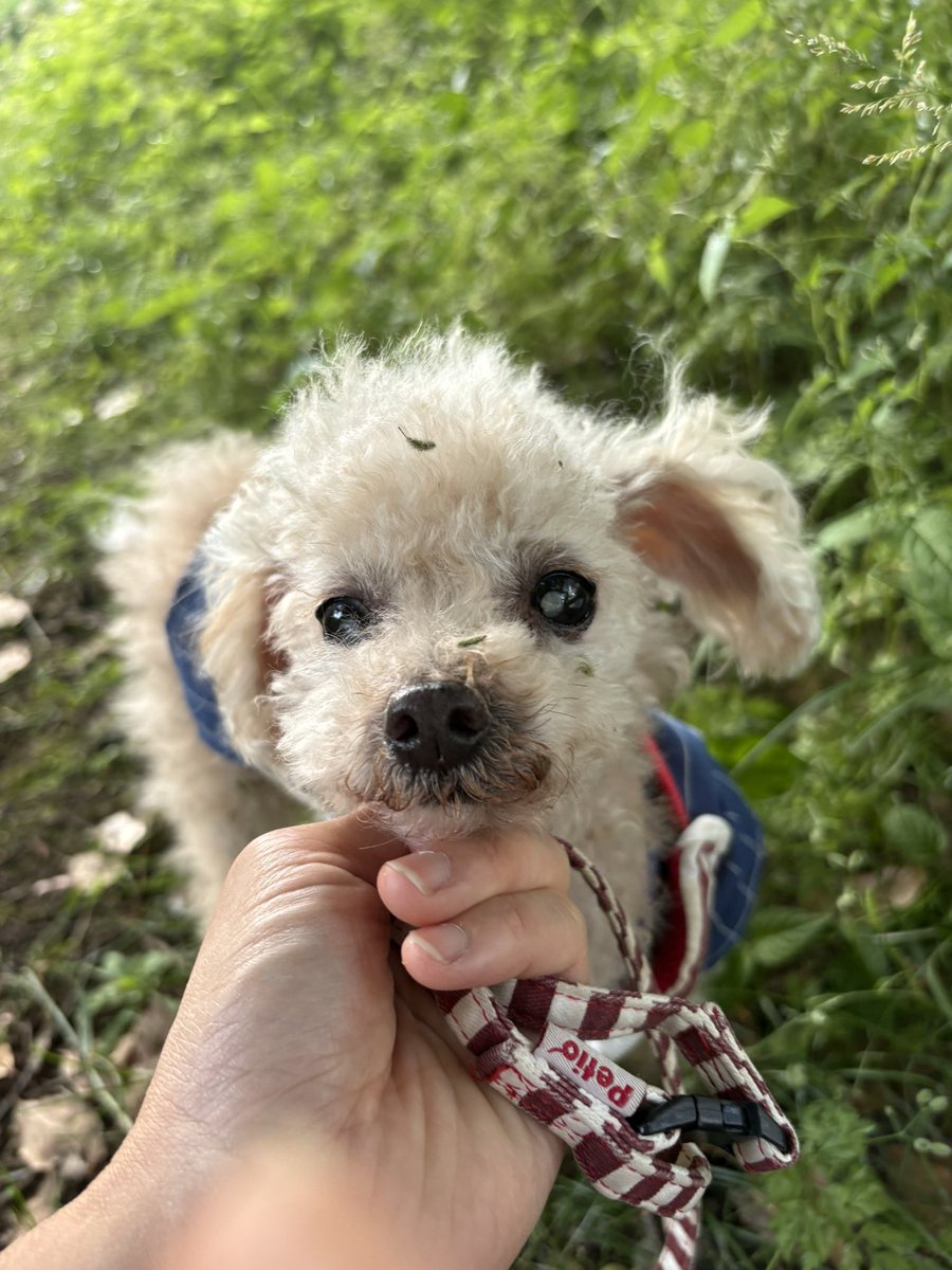 manaty111's tweet photo. 4才から僧帽弁閉鎖不全症。
白内障で全盲な
繁殖引退おじいわん10歳🐶

しげみに入り込み、くっつく草だけになりバリカン地獄に。。

あ〜、一生天使👼 https://t.co/wQmROfJcBe