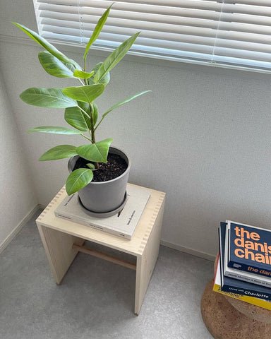 観葉植物の通販 AND PLANTS (アンドプランツ) (@andplants_jp) / Posts / X