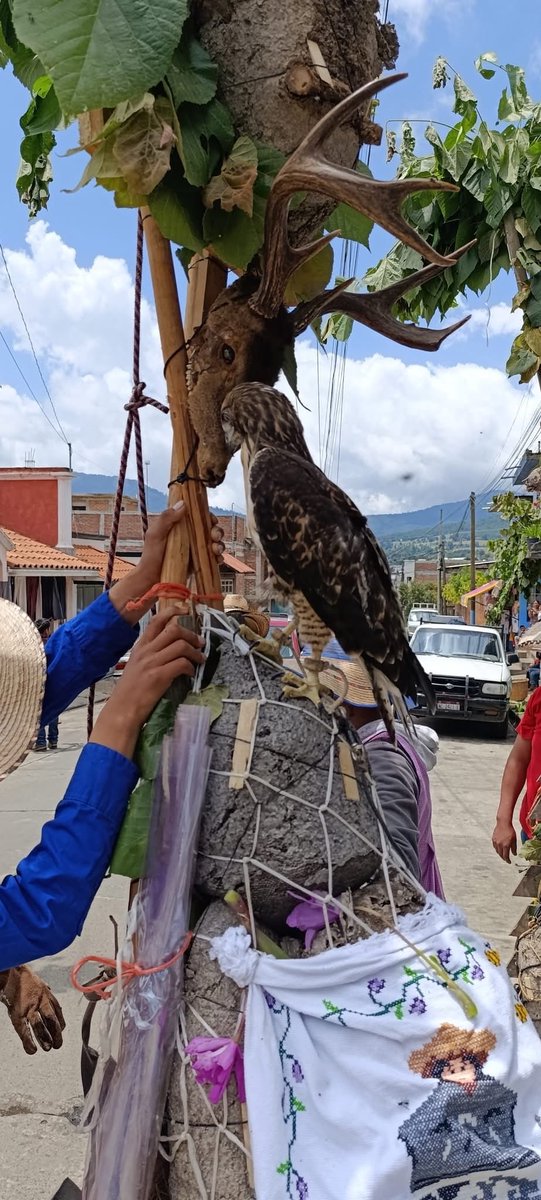 YoAmoaLaCiencia's tweet photo. @mariana_boy @PROFEPA_Mx ¿Qué va a hacer la @PROFEPA_Mx ? ¿Van a ir hasta varios días después para decir que “no encontraron nada”?

¿Qué espera la procuradora @mariana_boy para rescatar a estos animales? https://t.co/wYVauIRWHn