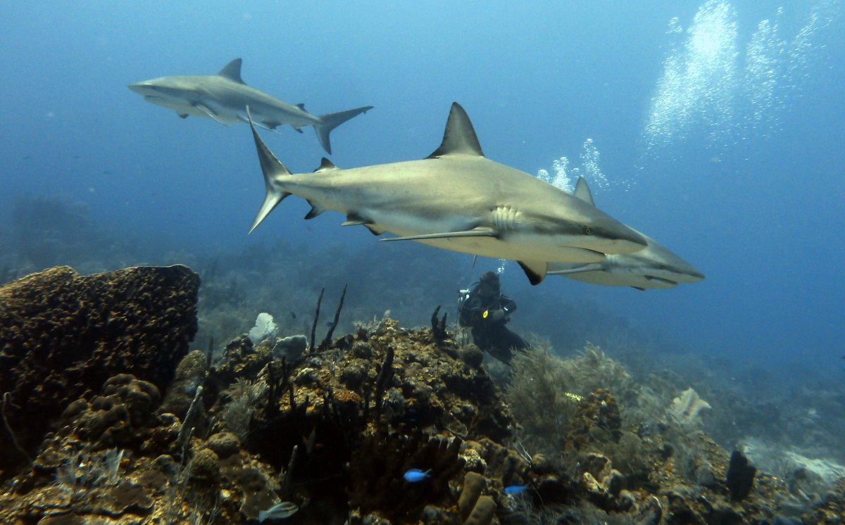 Mostly_Macro's tweet photo. "I hope we see a shark today!"  Photo taken near Roatan, Honduras. https://t.co/L5l6fnkkGP