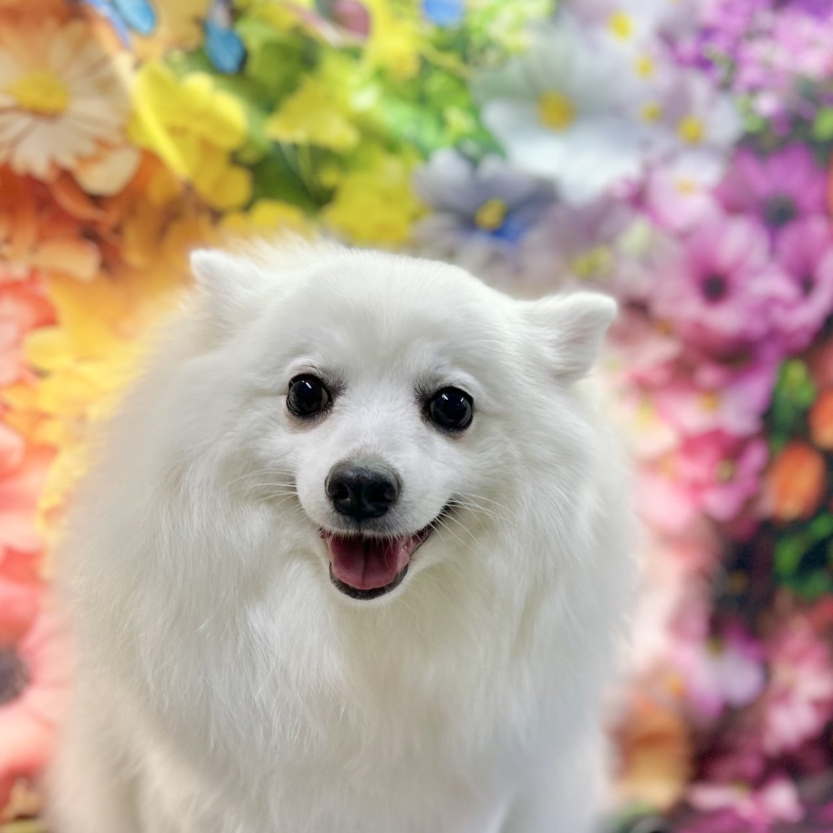 key_hitotose's tweet photo. ネガティブな気持ちは愛犬で吹き飛ばす🐶♥
換毛期…ブラッシングのし過ぎも皮膚に良くないし、
残ってしまっても良くないと言われる飼い主を悩ませる季節…先月のララーちゃんはトリマーさんのお陰でスッキリとしております☺
#JapaneseSpitz #日本スピッツ #ララー https://t.co/xTYa4ybNZL