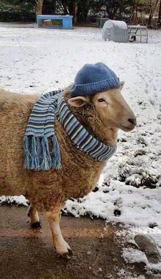 sheep tweet media