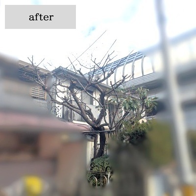 oh28ya's tweet photo. 名古屋支店の施工事例をご紹介します！

🌸冬がお勧め！サクラの枝下ろし作業🌸

今回のご依頼は、しばらく手入れができなかったサクラとビワの剪定でした。高くなり過ぎたことや、お隣に枝が出てしまう事を解決した…

続きはこちら👉https://t.co/kCCgs6GyMD

#おにわや #植木屋 #剪定 #名古屋市 #桜 https://t.co/efE7Cvtgqm