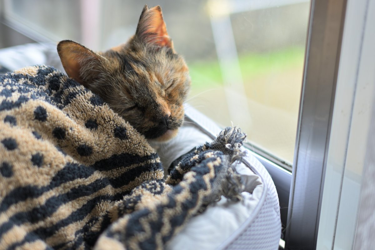 m_nekosub's tweet photo. 台風がきて少し肌寒かったので、タオルをかけられる猫
#サビ猫はいいぞ #猫のいる暮らし https://t.co/PonEnI2eNB