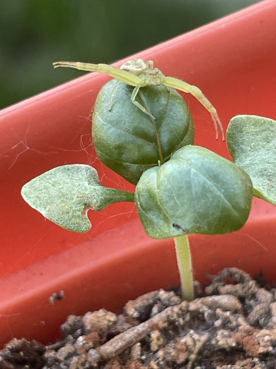 AtomicErectus's tweet photo. 🦀🕷️ protectin’ our plants. https://t.co/LowvwR75Wj