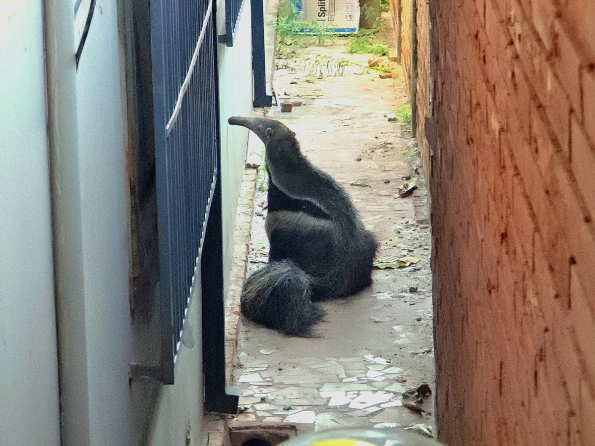 AmericaTVPy's tweet photo. 📌 Un inesperado hallazgo sorprendió a una familia del barrio Centro de Concepción durante la madrugada.

Cerca de las 03:00, escucharon ruidos en el patio y pensaron que se trataba de un intruso, pero era un oso hormiguero que ingresó a la vivienda.

Bomberos Voluntarios acudieron al lugar y lograron rescatar al animal, que estaba herido y en actitud defensiva. ⚠️🐾

📸: Concepción al Día (FB)