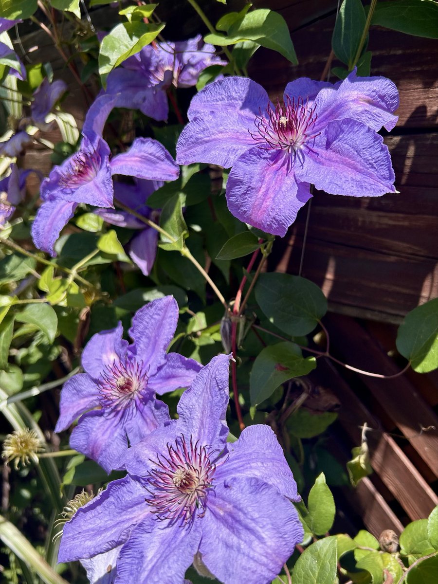shrudlecat's tweet photo. @Sam_Alexandra23 #GroupChallenge
Clematis https://t.co/hcF6oLC2yd