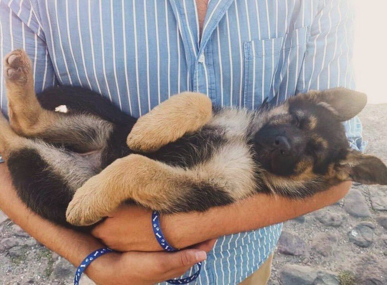 Chemae7's tweet photo. Chewie partió amigos. La vamos a extrañar en esta y otras vidas. https://t.co/9id40IHH7H