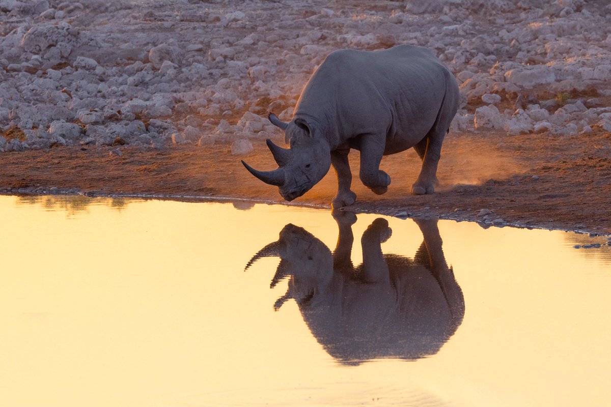 bernabephoto's tweet photo. Some wildlife variety on this #WildlifeWednesday https://t.co/5pfSXOg0I9
