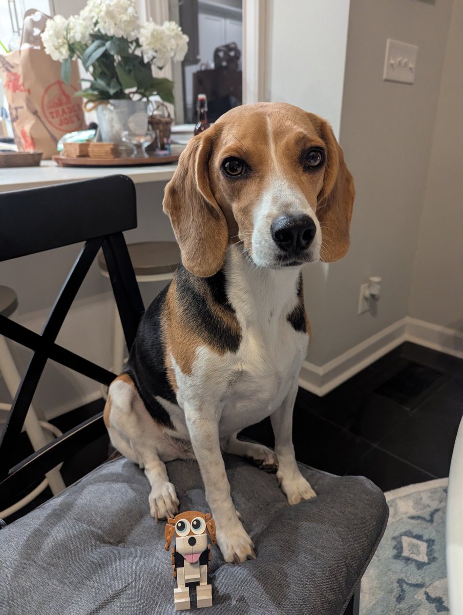 BeagleBrigadeGA's tweet photo. I have a new friend! 
#Beagles
#Lego

❤️ https://t.co/0NVhuoOmE3