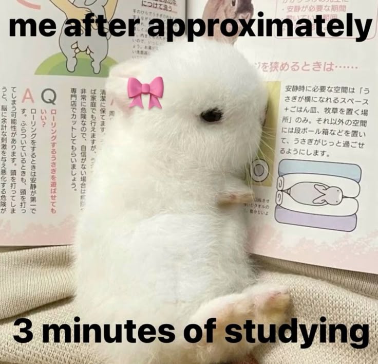 popularrabbit's tweet photo. https://t.co/QdWeH5e0SO