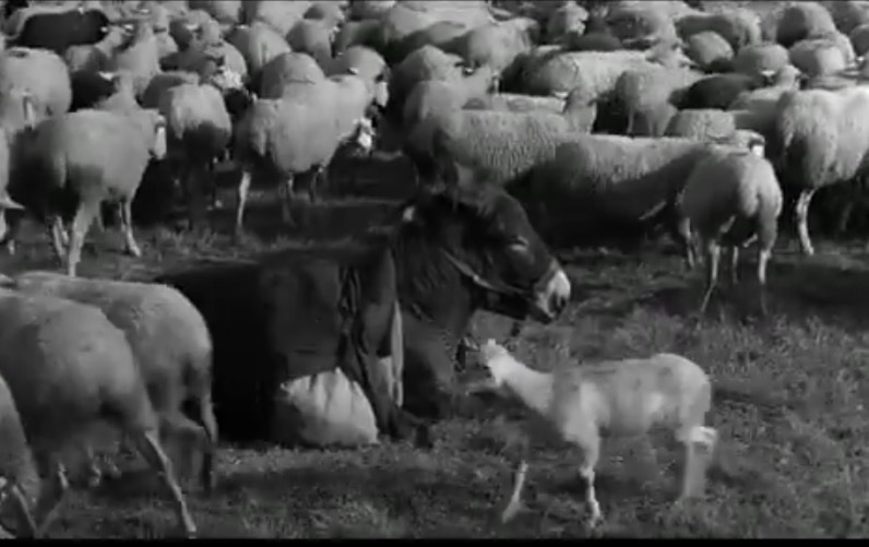 DanielGorman20's tweet photo. When the flock doesn’t understand your sacrifice: https://t.co/pVPaDjG8DI