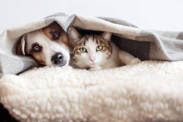 EnsedeCiencia's tweet photo. 🚨Aprueban nueva ley que prohíbe vender perros y gatos por redes sociales; aplicarán fuertes multas si se incumple https://t.co/fwO6OLJuU6