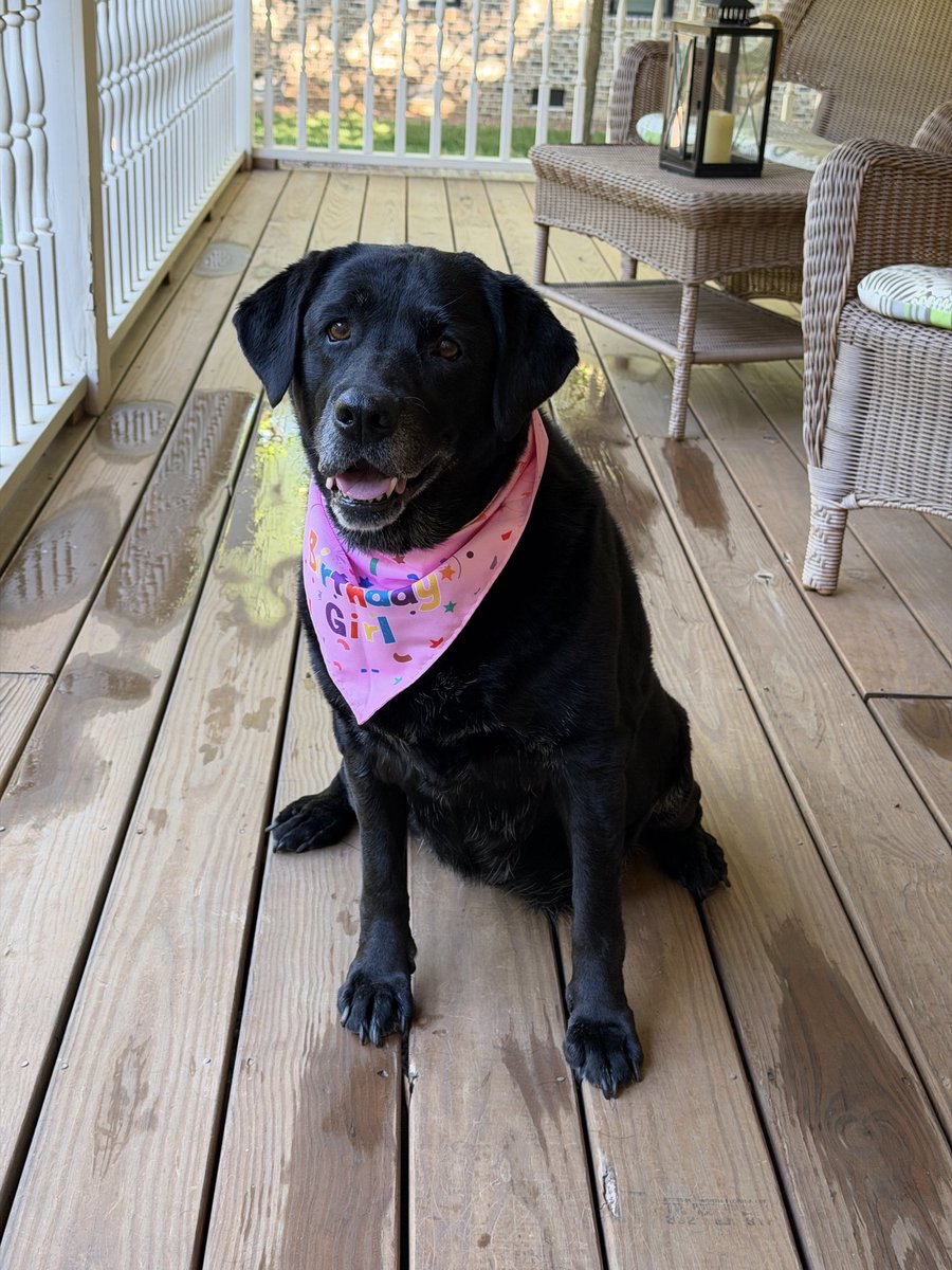 MsMel72's tweet photo. Happy 10th Birthday, Gracie!🥳

Grateful everyday for your unconditional LOVE!💕🐾 https://t.co/cHVhckn2bo