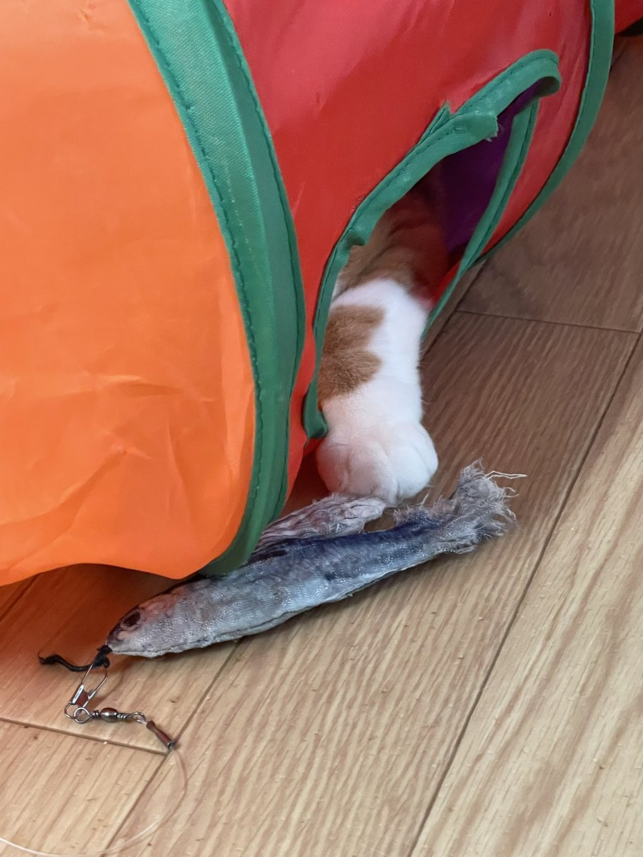 本日12時から17時まで営業いたします🙇‍♀️ よろしくお願いいたします