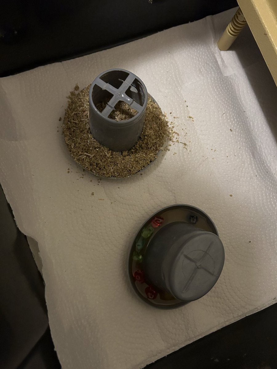 AtavisticCroft's tweet photo. Chick’s first water:

I want to make sure my chicks get the best start. When I transfer them into the brooder from the incubator, I have the waterer filled with my Power Tea (I may need to work on the name).

The day the chicks are hatching, I simmer the following in water on the stove top (keep it warm but never reaching a boil):

Oregano
Thyme
Ginger
Garlic
Sea salt

I let this steep for several hours, then add raw honey and apple cider vinegar. 

This mix becomes the concentrate that I dilute with water to 50% concentration, then give to my little chicks.

In the repost below you can find the first feed I like to give my chicks.

I have never used medicated feed (or any commercially available feed for that matter), nor have I ever vaccinated my animals.

They are all very healthy, and I think that this immune boosting tea really helps give them a solid start.

I use this same tea for my adult chickens when I am worried about any potential sickness - like right now when it is very wet from the endless rain we have had.

If I have chicks with a long difficult hatch, I will add some cayenne pepper. The capsaicin in cayenne pepper promotes circulation by stimulating the release of nitric oxide and other vasodilators, which relax and widen blood vessels so blood can flow more easily.

Some people say it is pure coincidence but that my birds are healthy, and I will not dismiss that possibility. I do know that this lovely herbal concoction does not harm them in any way, and is loaded with nutrients. 

I would love to hear what other people give their newly hatched chicks!

🐣 

Note: I use marbles or coloured stones to prevent the little ones from drowning in the water. We did learn that lesson the hard way, sadly.