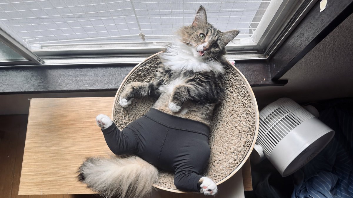 ___walkalone's tweet photo. 猫にヨガパンツはかせて遊んでた https://t.co/C5UZjPolms