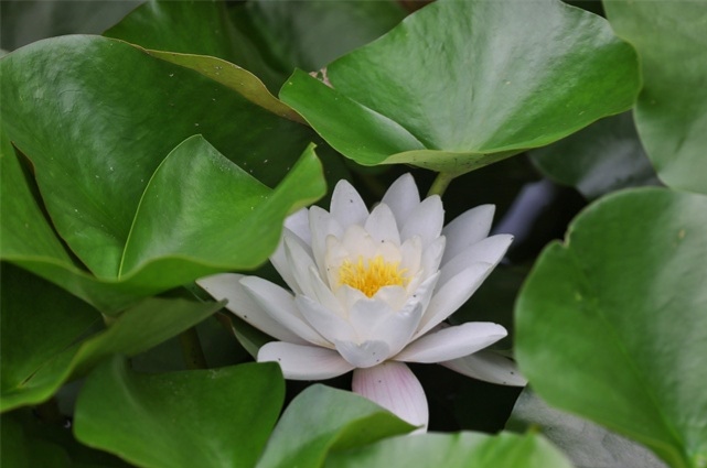 Sun1w1's tweet photo. The summer heat is growing. The summer in Tai'an begins with a pond of water lilies in Donghu Park. https://t.co/CT7WU8BhQY