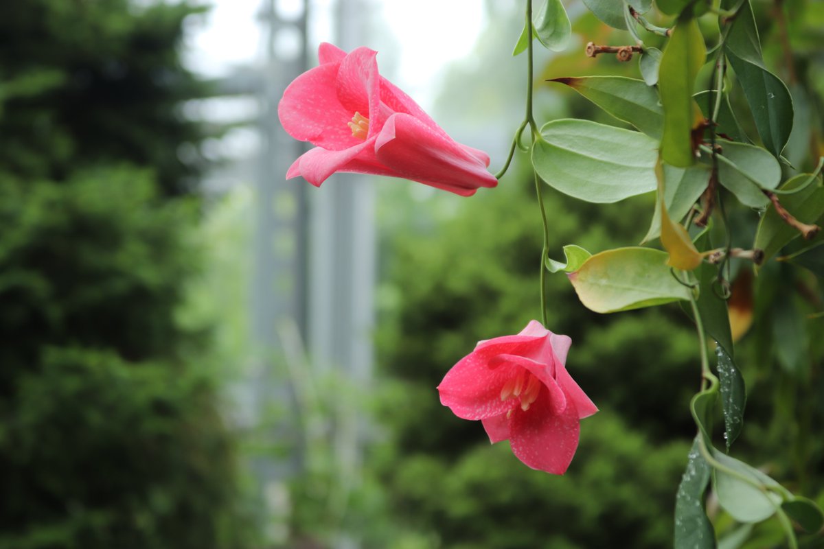 SakuyaismU's tweet photo. 高山植物室では、#ツバキカズラ が開花中です。
チリ南部原産で、チリの国花として現地では親しまれています。
当館では毎年上のほうに咲いていたのですが、今年は目線の高さで咲いておりました😊
是非可愛らしいピンク色の花をご覧ください。
#咲くや開花情報　#咲くやこの花館 https://t.co/6G5kOHMTiB