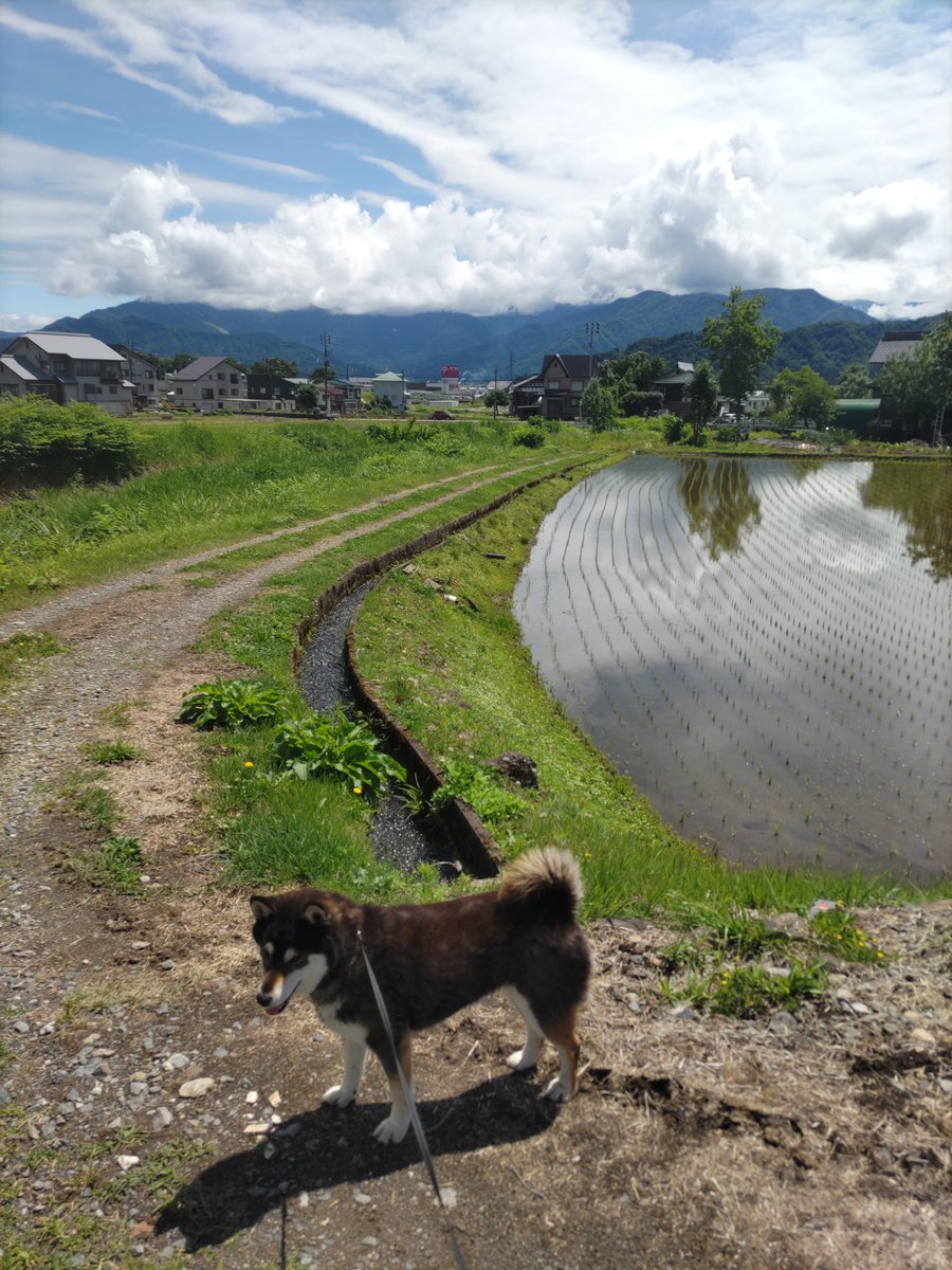 SunValley_H's tweet photo. 送信忘れてもうお昼過ぎ！今朝の六日町は良いお天気です☀️
🦁超アウェーでなんとか逃げ切ったー！
この頃暑さが厳しくなり、そろそろ早朝散歩に変えようか悩みますが、早朝はクマがいるかも…(ﾟＡﾟ;)ｺﾞｸﾘ
日陰はまだ風爽やかなのでもうちょっと頑張ってみます。
本日もよろしくお願いします！ https://t.co/Kbx0OyfWin