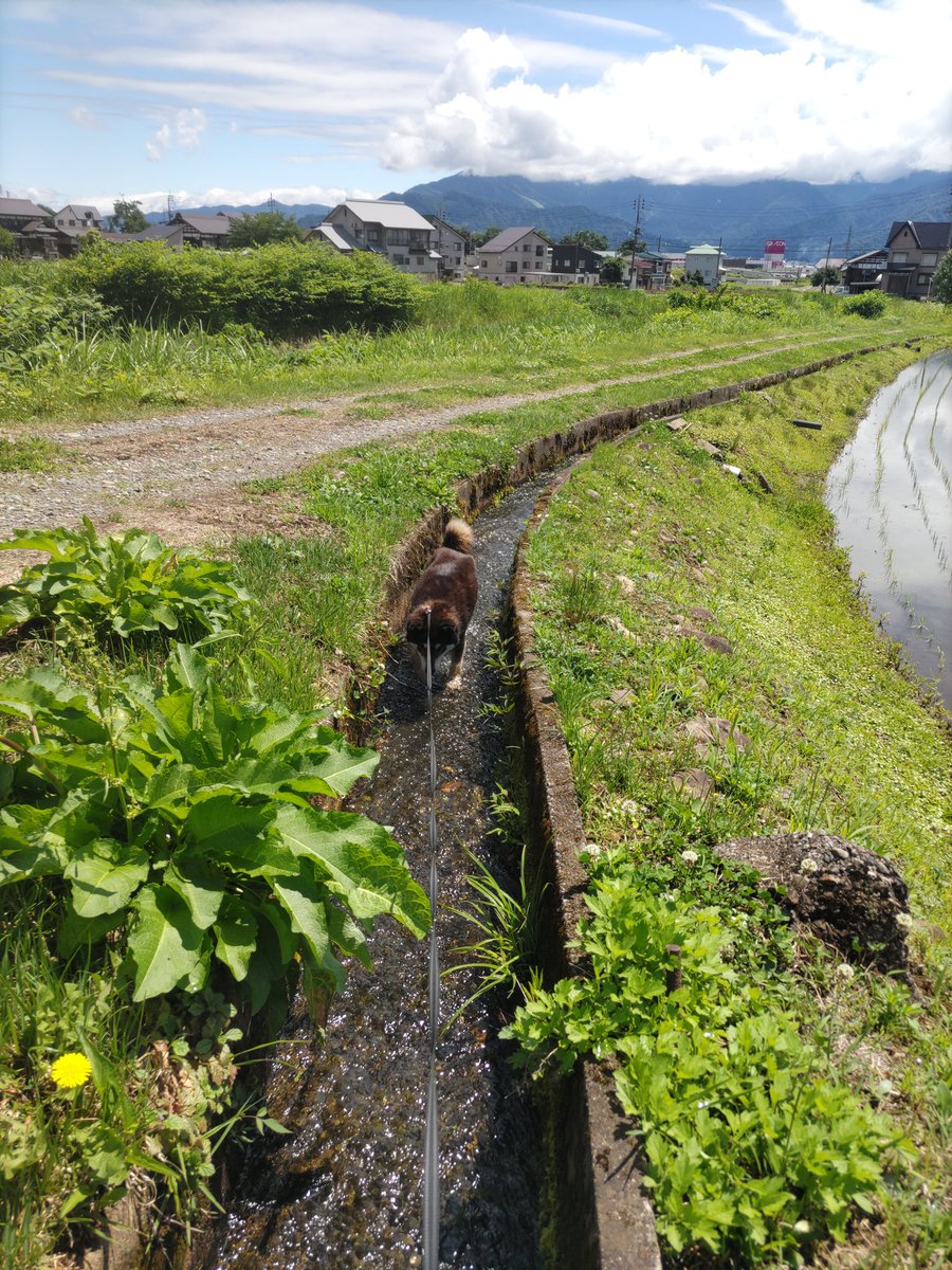 SunValley_H's tweet photo. 送信忘れてもうお昼過ぎ！今朝の六日町は良いお天気です☀️
🦁超アウェーでなんとか逃げ切ったー！
この頃暑さが厳しくなり、そろそろ早朝散歩に変えようか悩みますが、早朝はクマがいるかも…(ﾟＡﾟ;)ｺﾞｸﾘ
日陰はまだ風爽やかなのでもうちょっと頑張ってみます。
本日もよろしくお願いします！ https://t.co/Kbx0OyfWin
