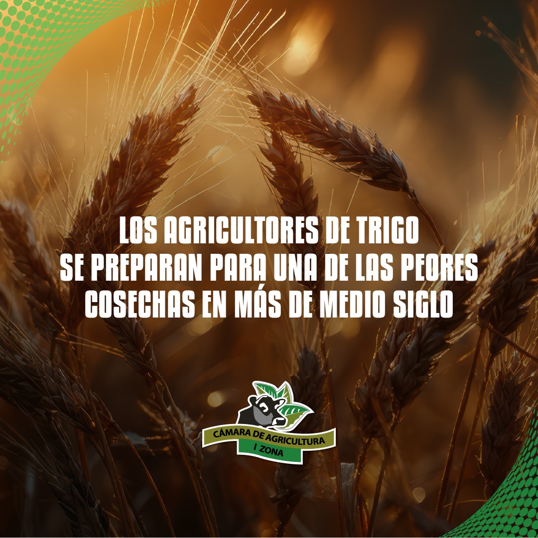 CAIZ_EC's tweet photo. 🌾⚠️ Productores de trigo enfrentan proyección de una de las cosechas más difíciles por estrés climático y mayores costos de producción.

Ecuador, que importa gran parte de su trigo, podría sentir efectos indirectos en costos y mercados.

✨ Si el agro crece, el Ecuador crece. 🇪🇨 https://t.co/OHv7SZLpjk