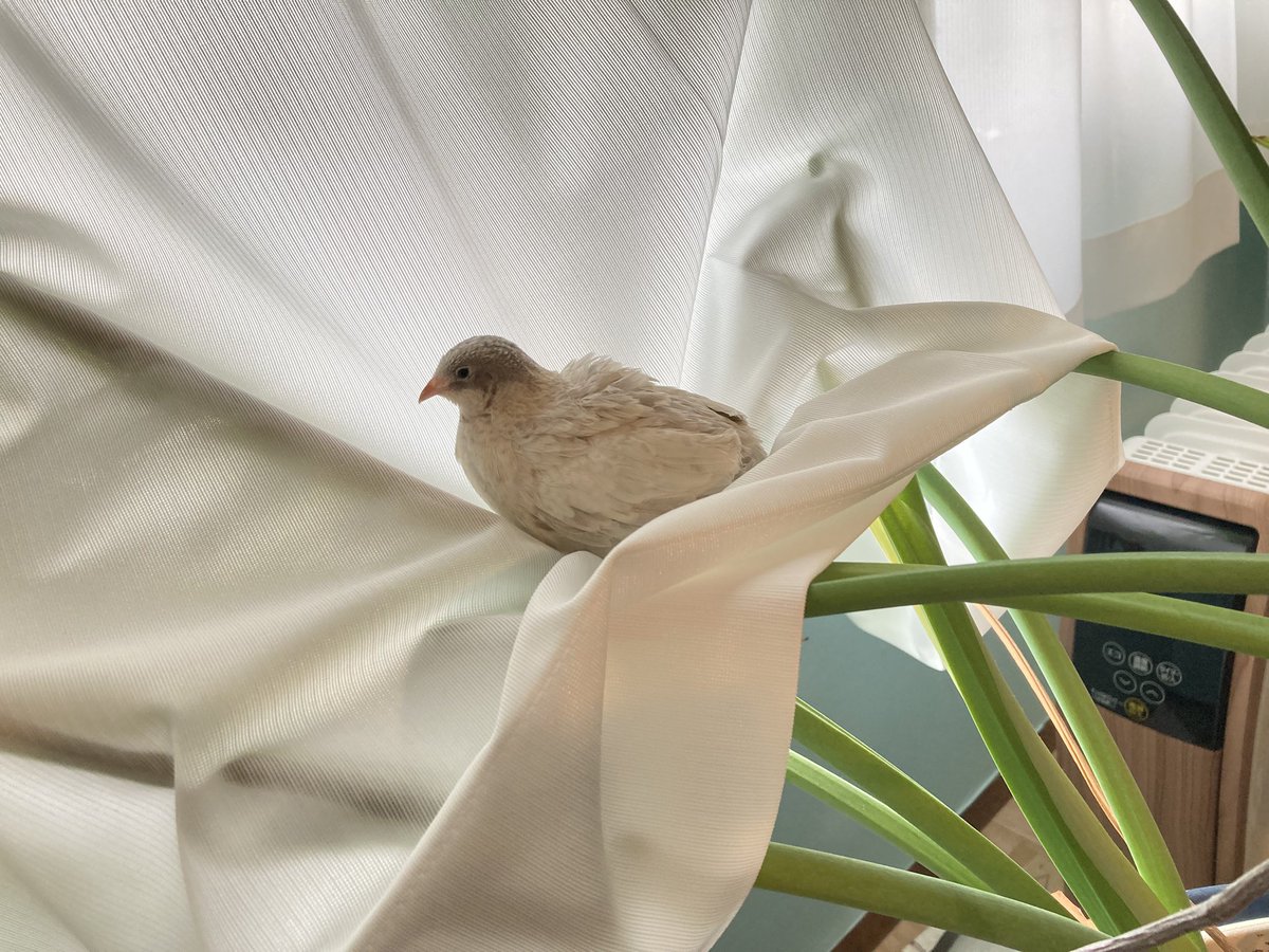 tellmin_tori's tweet photo. たまに急に飛ぶバードら、このカーテンのくぼみにはまってしばらくまったりしていることが多く　巣のような感じなのか https://t.co/twVTM2UjRV