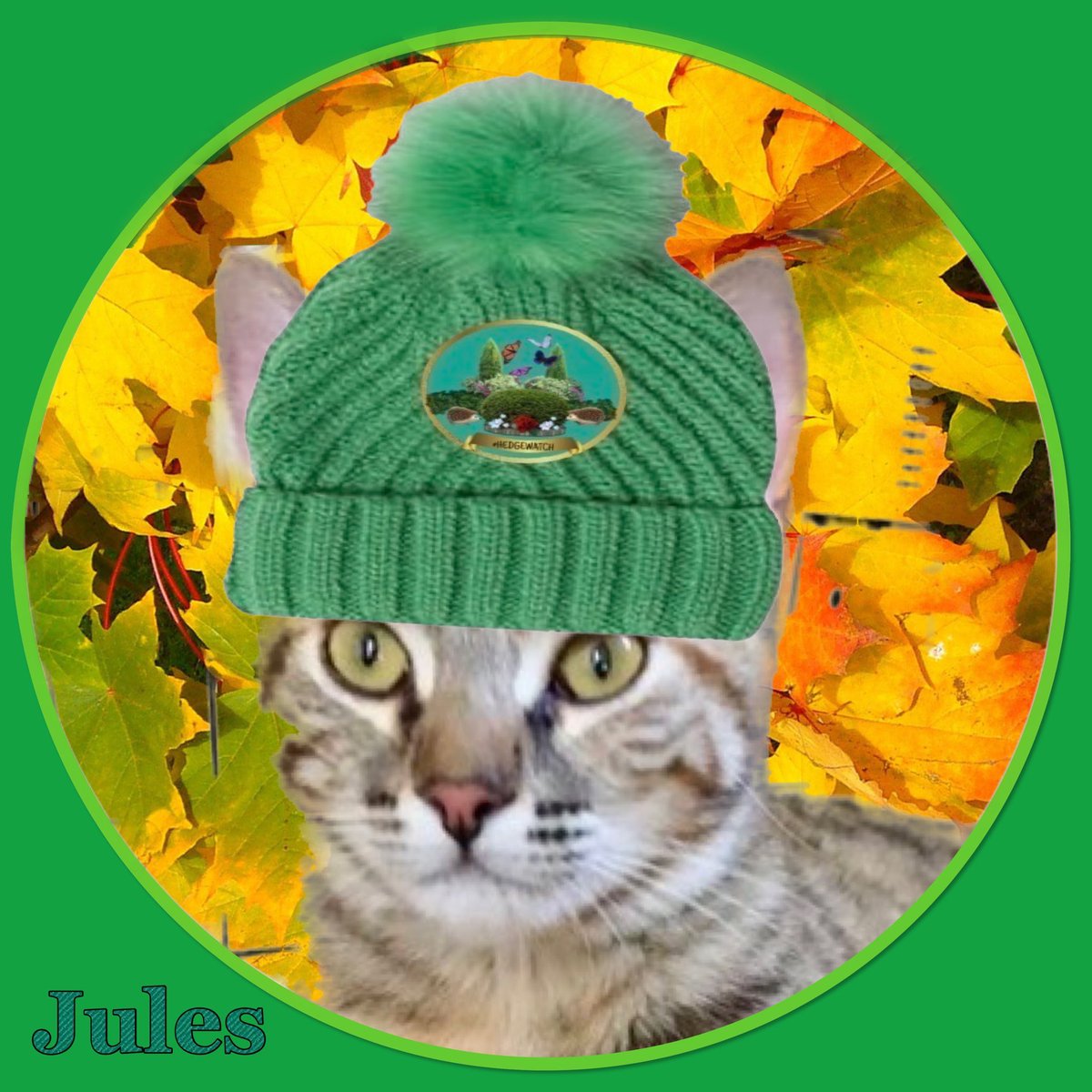 mel_asks's tweet photo. @Hedgewatchers @TayTayFan500 So lovely to meet you, Jasper! We are Earl, Jules and Angel🌈Mooch in California. So happy you are still Hedgewatching!
😻❤️😻 https://t.co/JoAZdkBCbZ