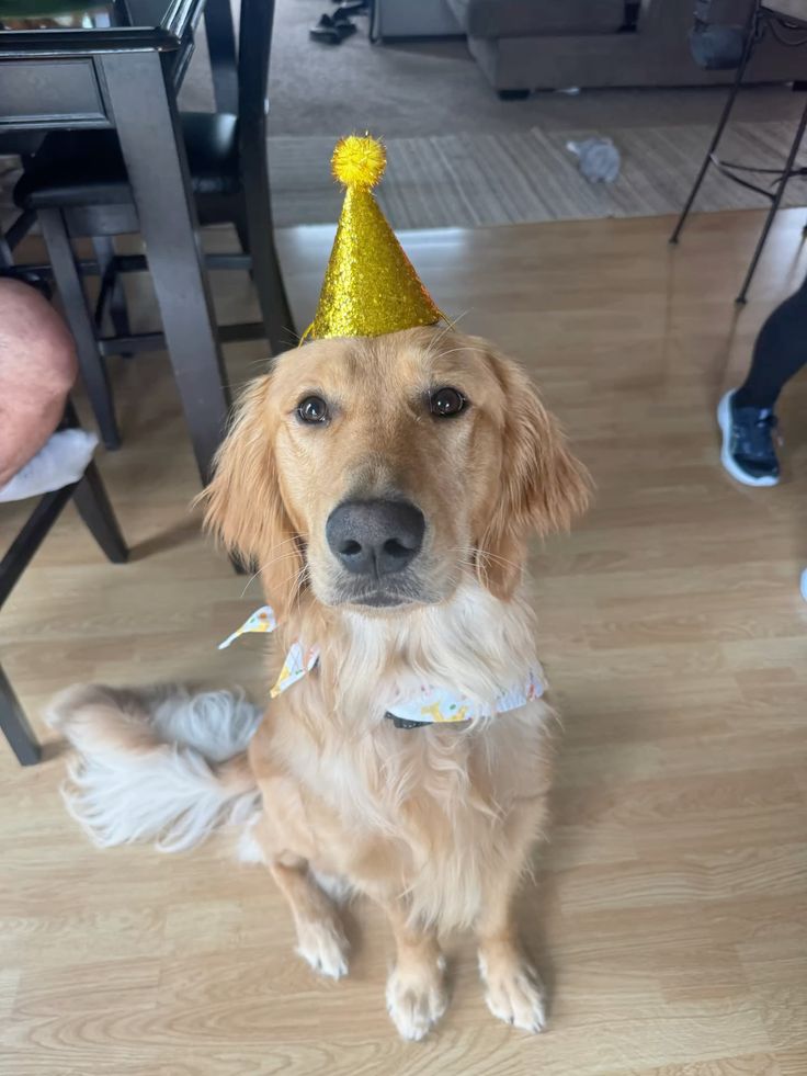 puppiesDoglover's tweet photo. https://t.co/blPlqW2QGz