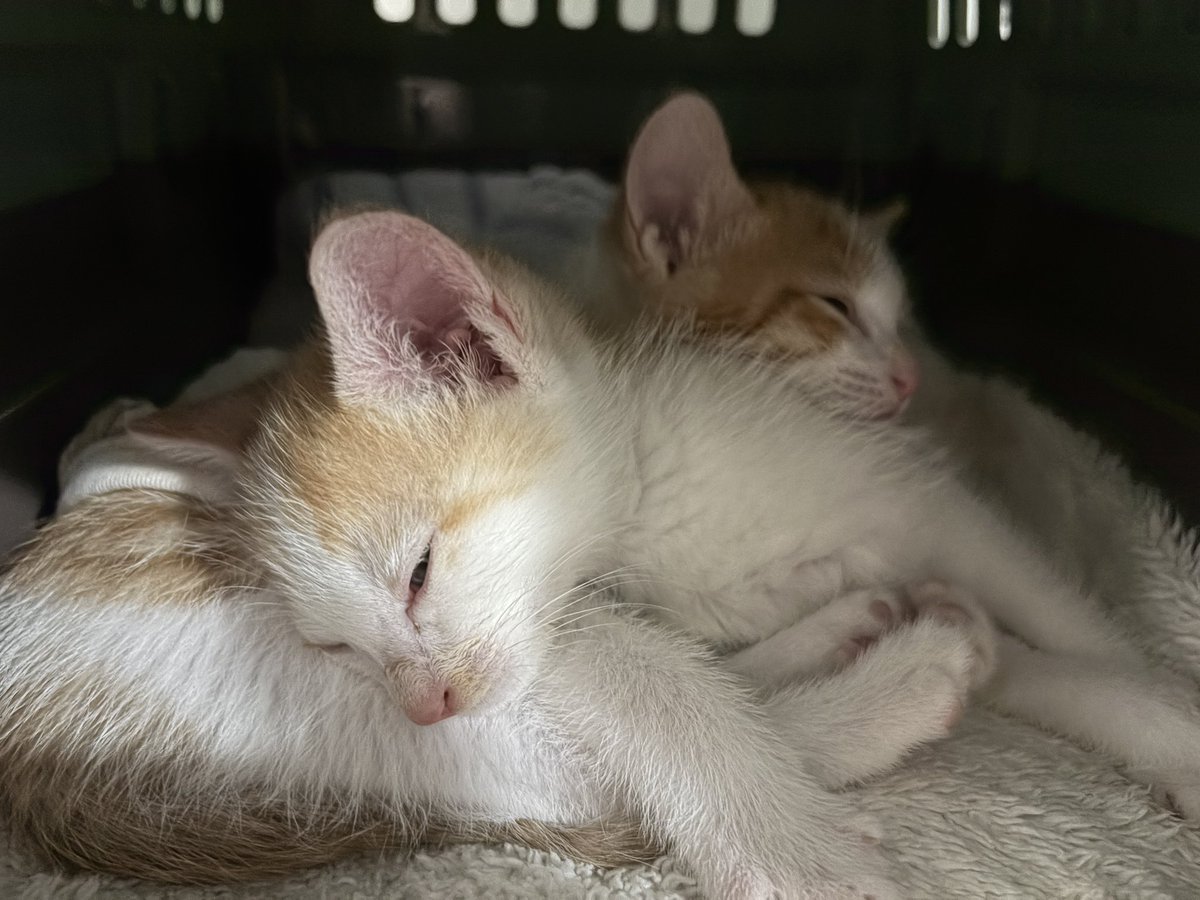 lachata_cat's tweet photo. 아기고양이의 무럭무럭쇼
놓치지 마세요

#사지말고입양하세요 #입양홍보 #고양이입양 https://t.co/v6KRuJGOaW