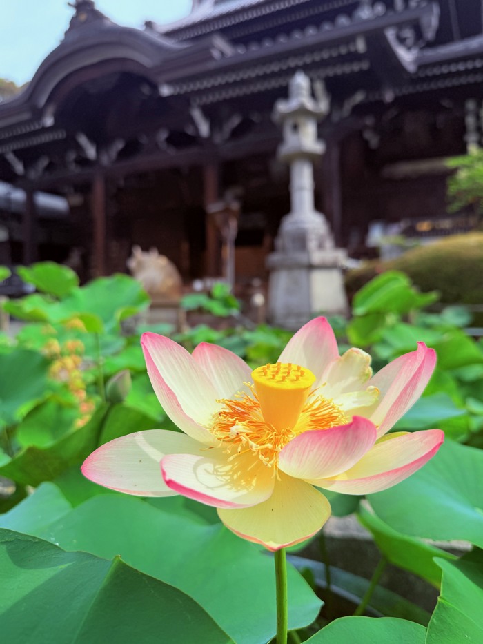mimurototemple's tweet photo. (2026.06.04撮影)
あじさい園 開花状況 【 咲き始め 】

今年最初の蓮の花が咲きました。
例年より10日程早い開花です。
蓮の花は午前中しか開きません、
ご注意ください。

#mimurotoji #三室戸寺 #花の寺 #あじさい #三室戸寺のあじさい https://t.co/tz0mcnsusx